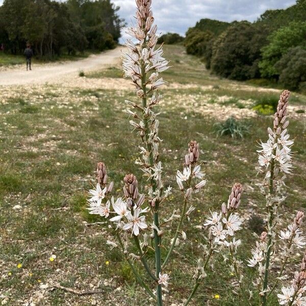 Asphodelus macrocarpus Flower