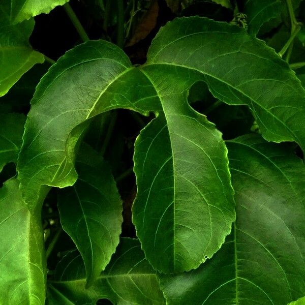 Passiflora edulis Leaf