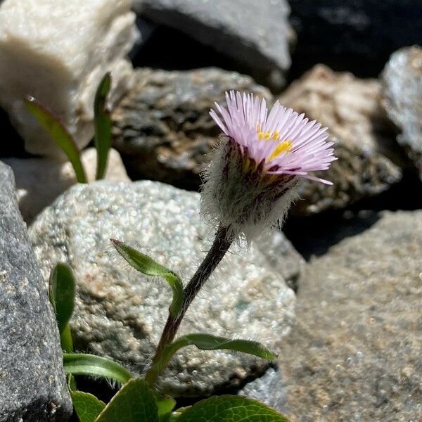 Erigeron uniflorus Flor