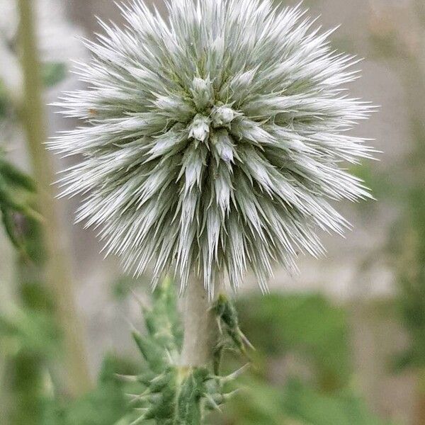 Echinops sphaerocephalus Virág