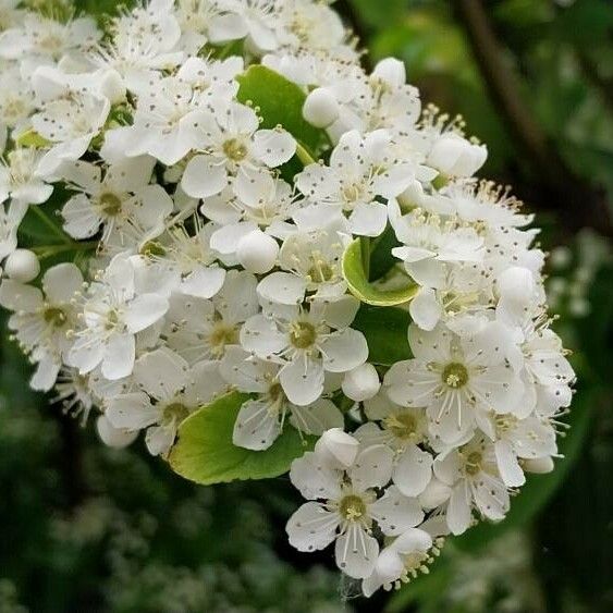 Crataegus crus-galli Õis