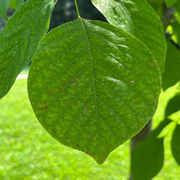 Cladrastis kentukea Blatt