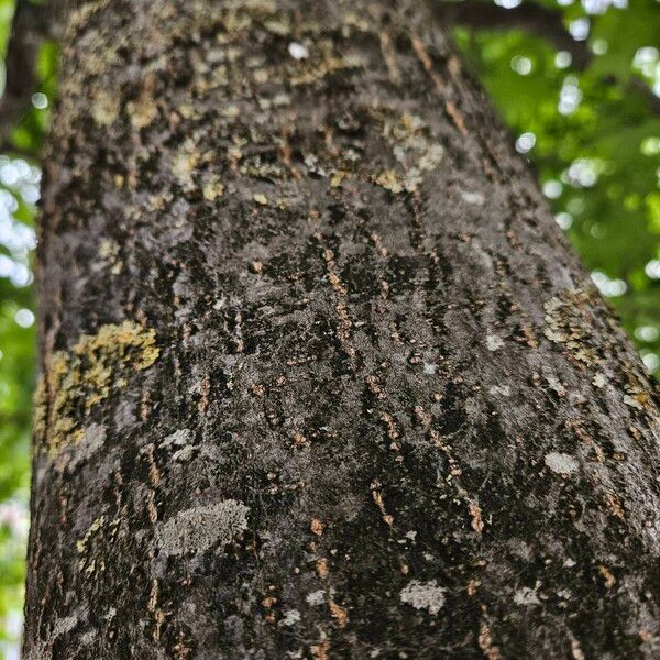 Quercus velutina Casca