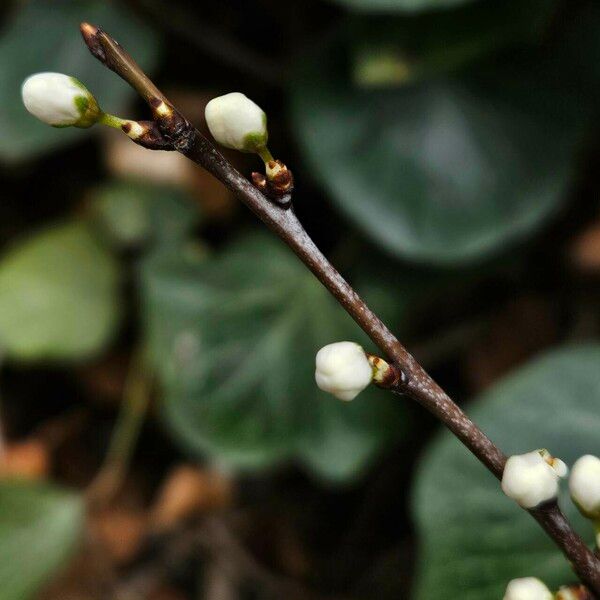 Prunus spinosa Цветок