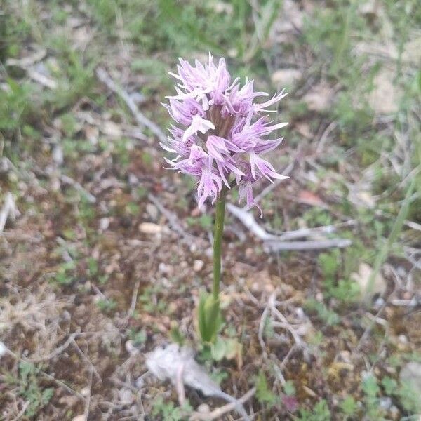 Neotinea tridentata Lorea