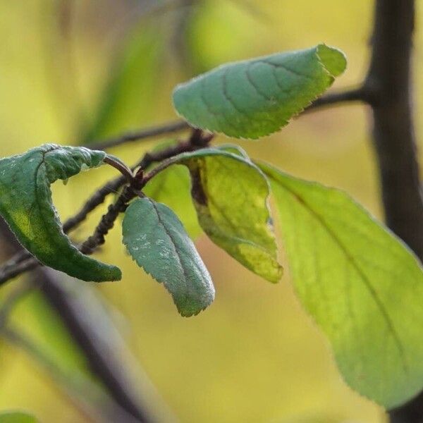 Prunus domestica Leaf