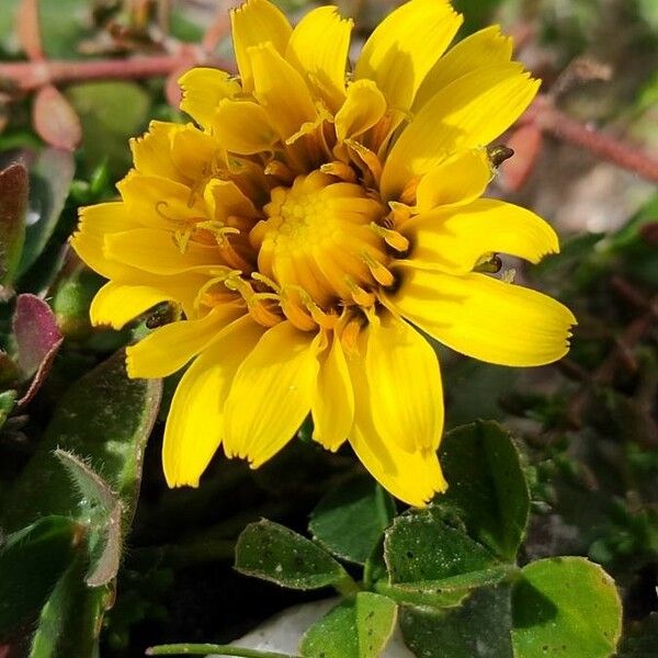 Crepis sancta Flower