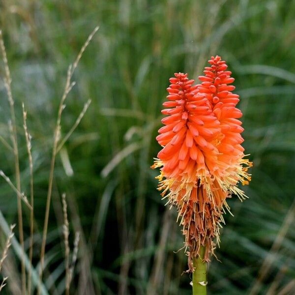 Kniphofia uvaria Flower