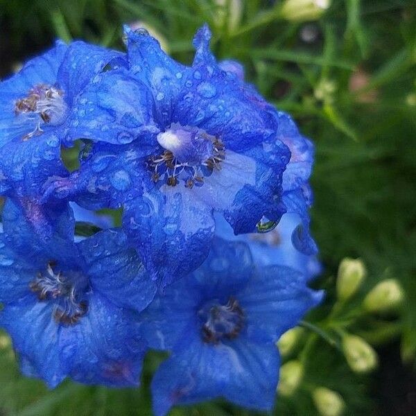 Delphinium grandiflorum Blüte