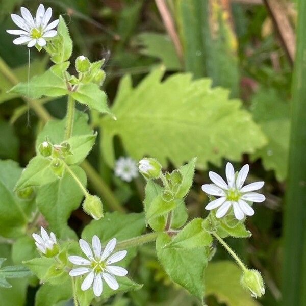 Myosoton aquaticum Flower