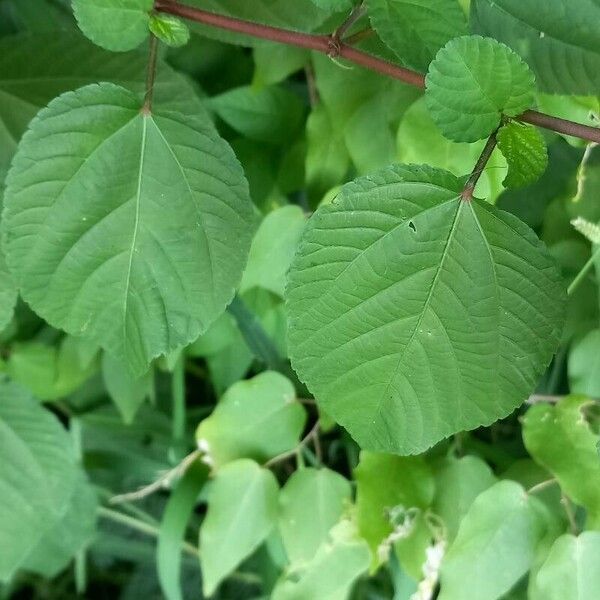 Corchorus aestuans Leaf