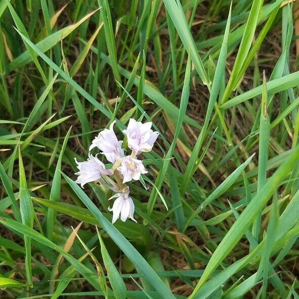 Dactylorhiza maculata Cvet