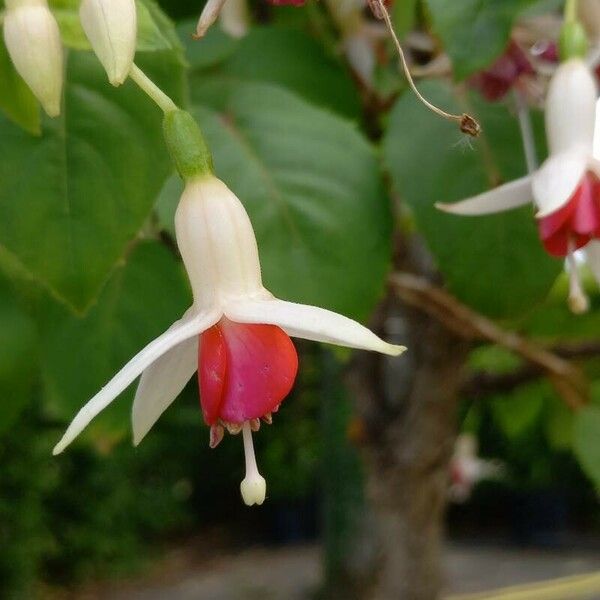 Fuchsia magellanica Fleur