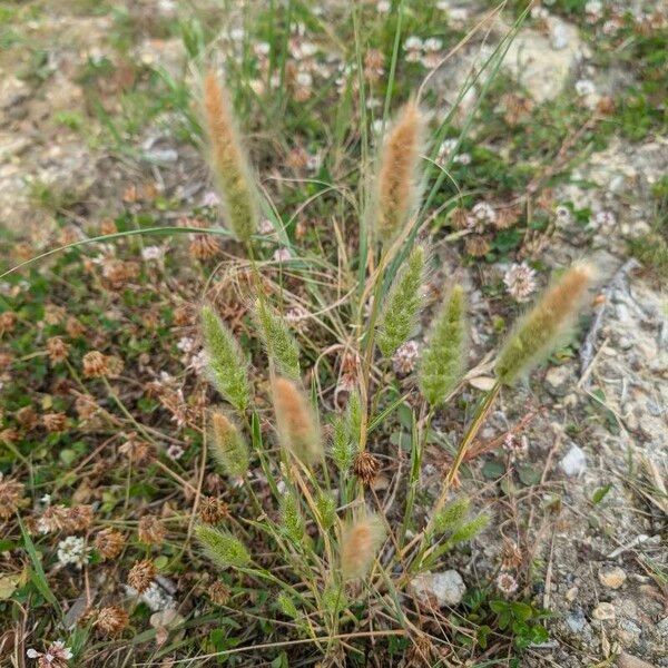 Polypogon monspeliensis Агульны выгляд