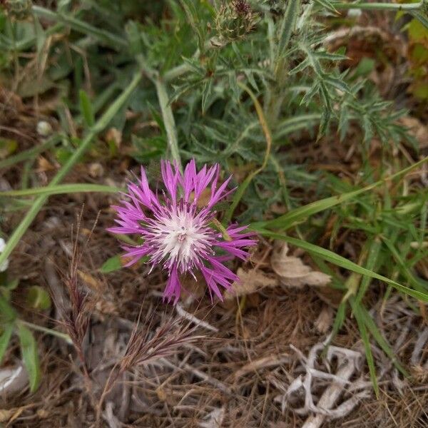 Centaurea napifolia Kvet