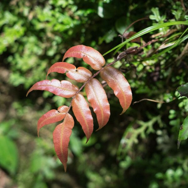 Blechnum occidentale Blatt