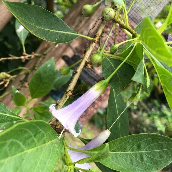 Eriolarynx australis Flower