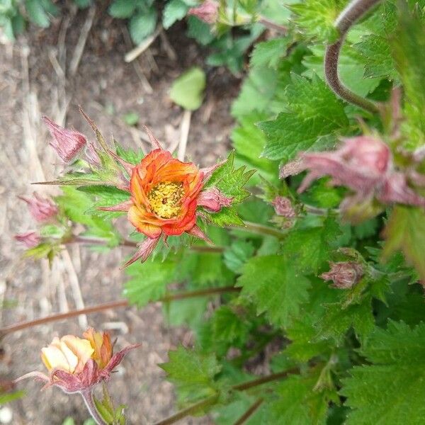 Geum coccineum Flower