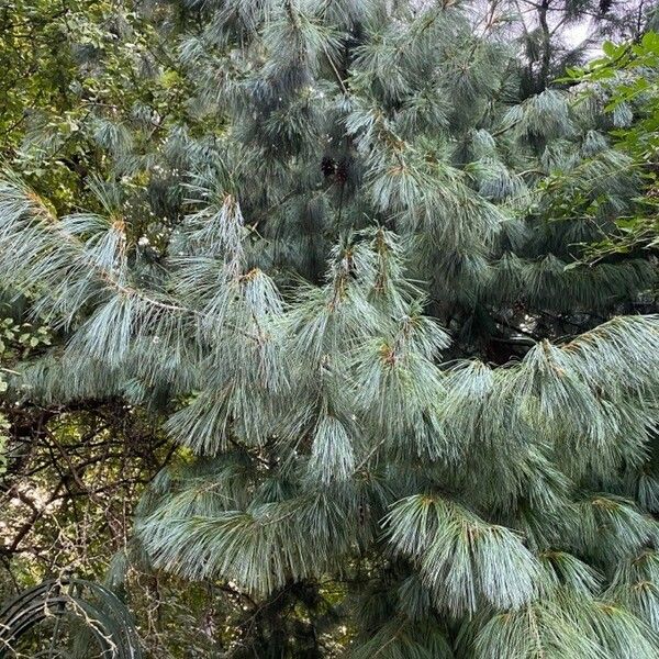 Pinus wallichiana برگ