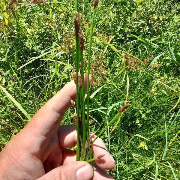 Eleocharis obtusa Blodyn