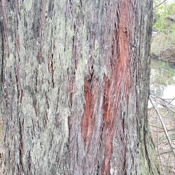 Eucalyptus eugenioides Rusca