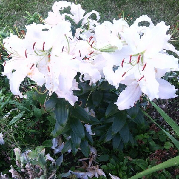 Lilium candidum ᱵᱟᱦᱟ