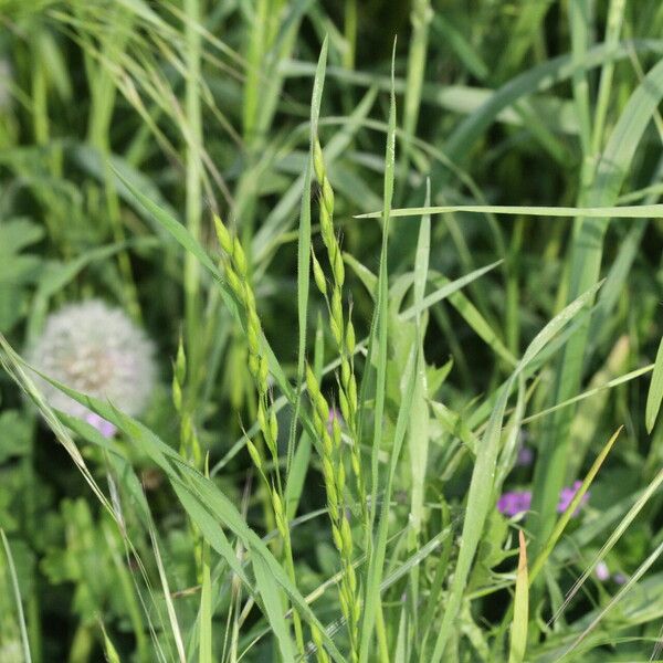 Bromus commutatus Flower