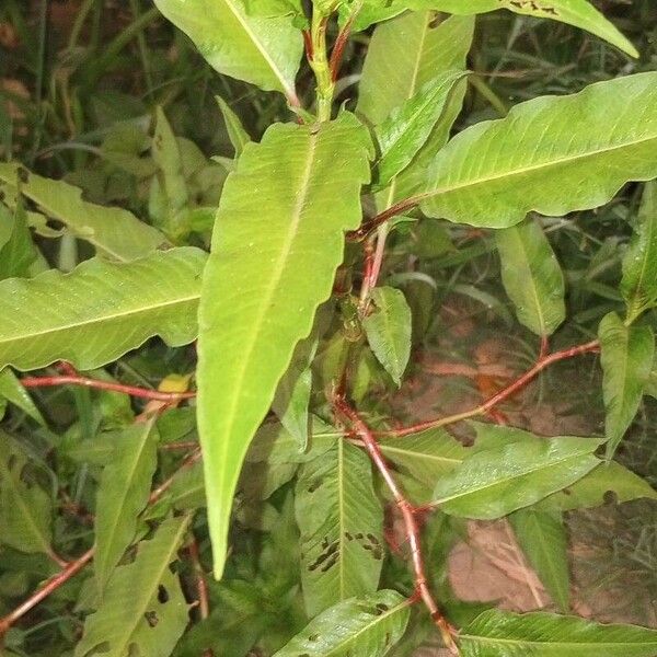 Persicaria pensylvanica Leaf