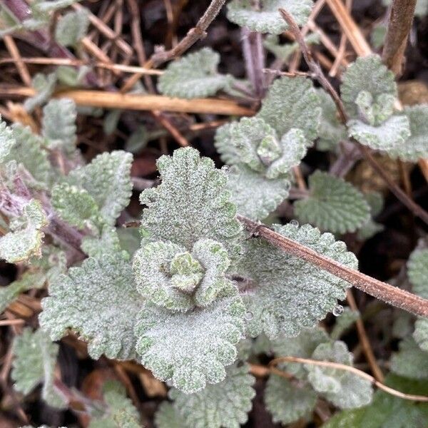 Nepeta cataria Folha