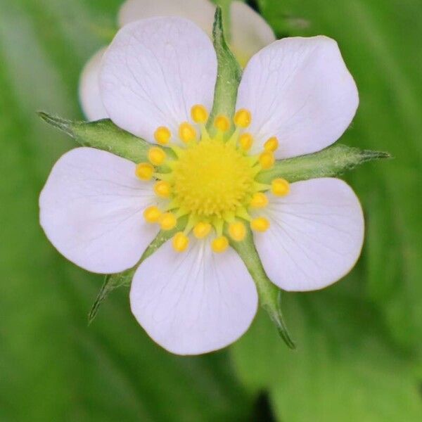 Fragaria vesca Virág