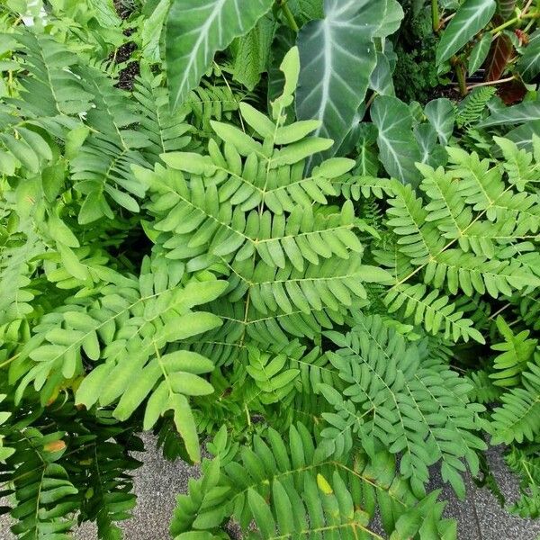 Osmunda regalis Blad