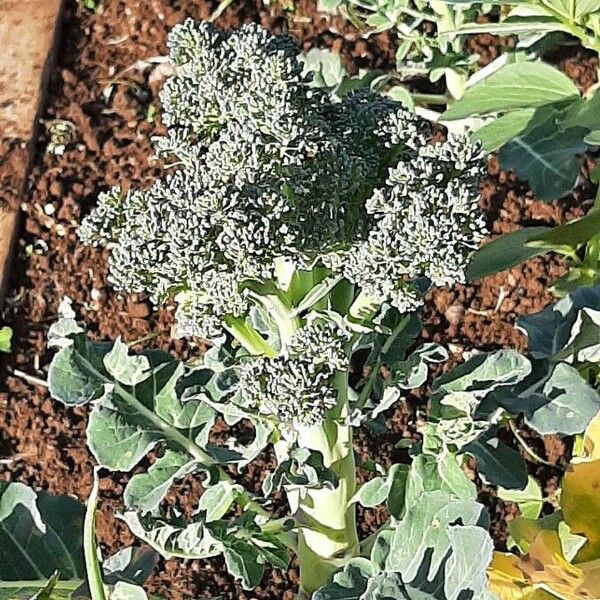 Brassica oleracea Blomst
