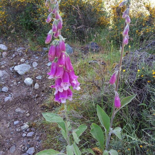 Digitalis thapsi Hábito