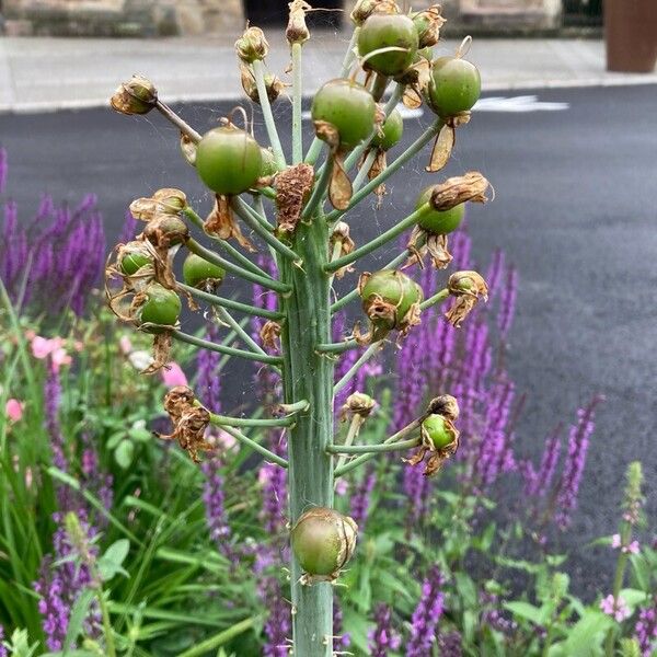 Eremurus robustus ফুল