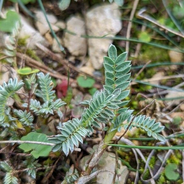 Anthyllis montana 葉