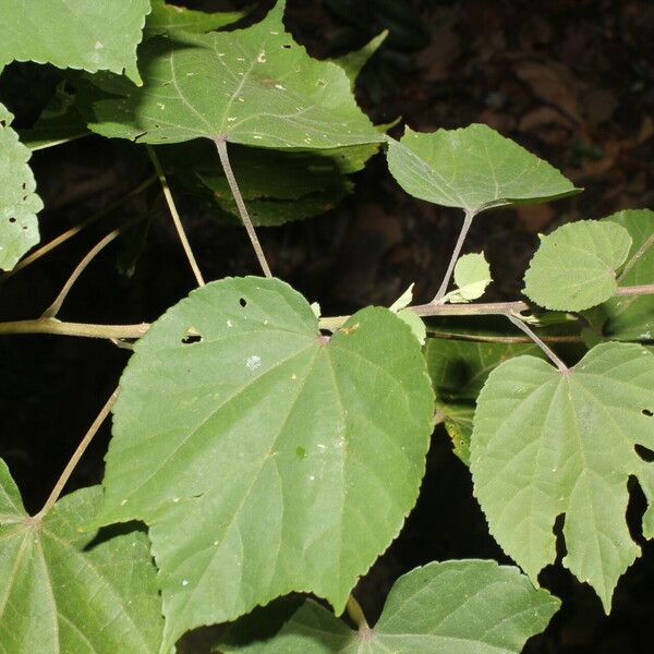 Allosidastrum pyramidatum Blad