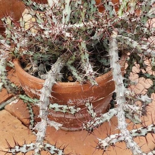 Euphorbia aeruginosa