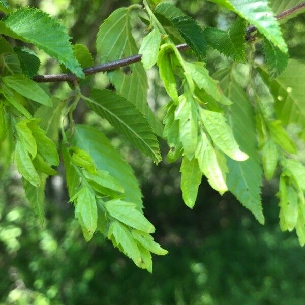 Carpinus caroliniana Owoc