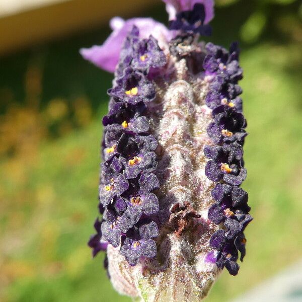 Lavandula stoechas फूल