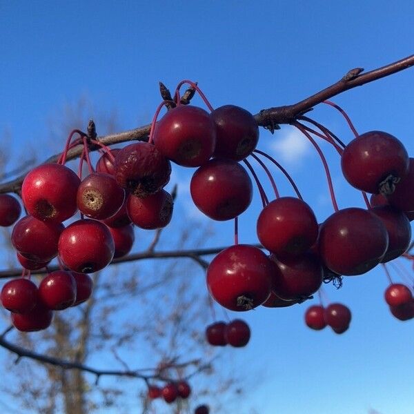 Malus hupehensis 果