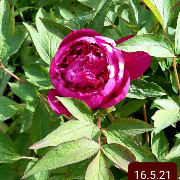 Paeonia × suffruticosa Flower