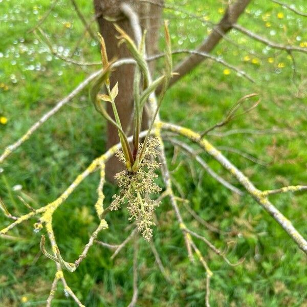 Pistacia chinensis Цвят