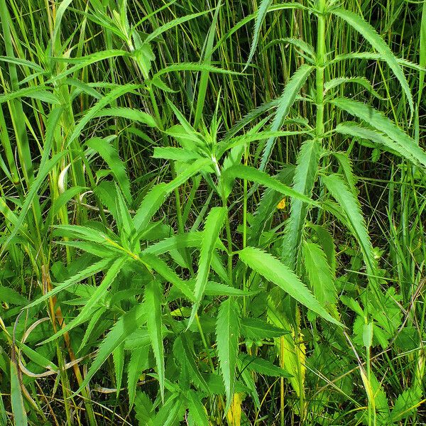 Veronica longifolia Leaf