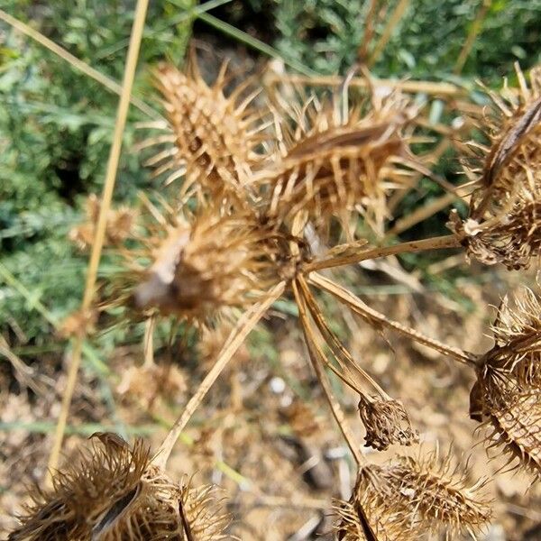 Caucalis platycarpos Vrucht