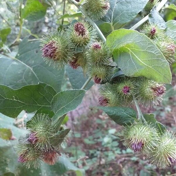 Arctium minus 花