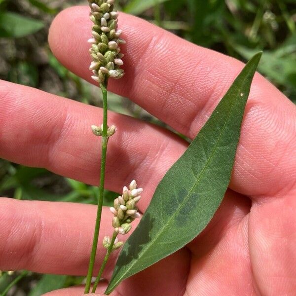 Polygonum lapathifolium Frukto