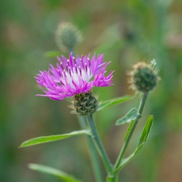 Centaurea napifolia Flower