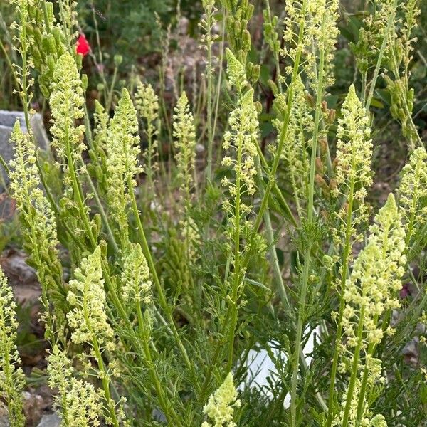 Reseda lutea Кветка