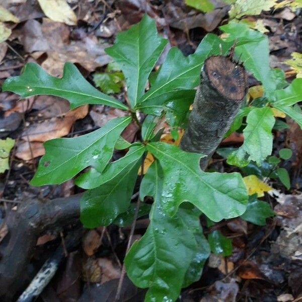 Quercus nigra Blad