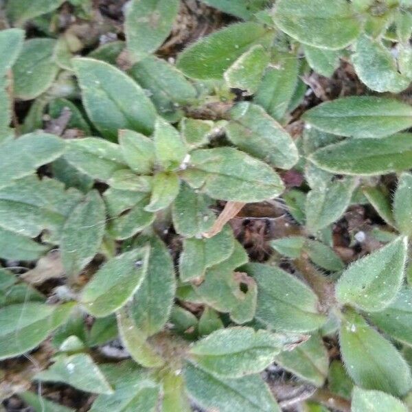 Cerastium semidecandrum Fulla